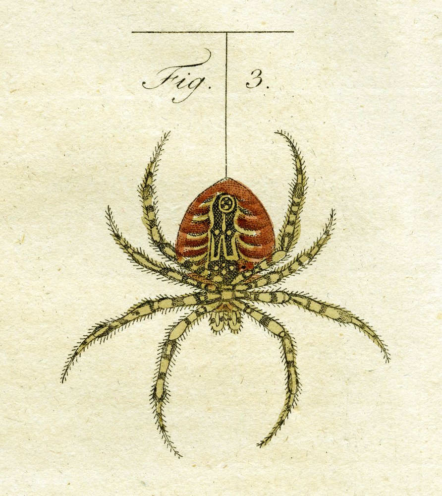 クモのイラスト、1790年（手描きの彫刻）